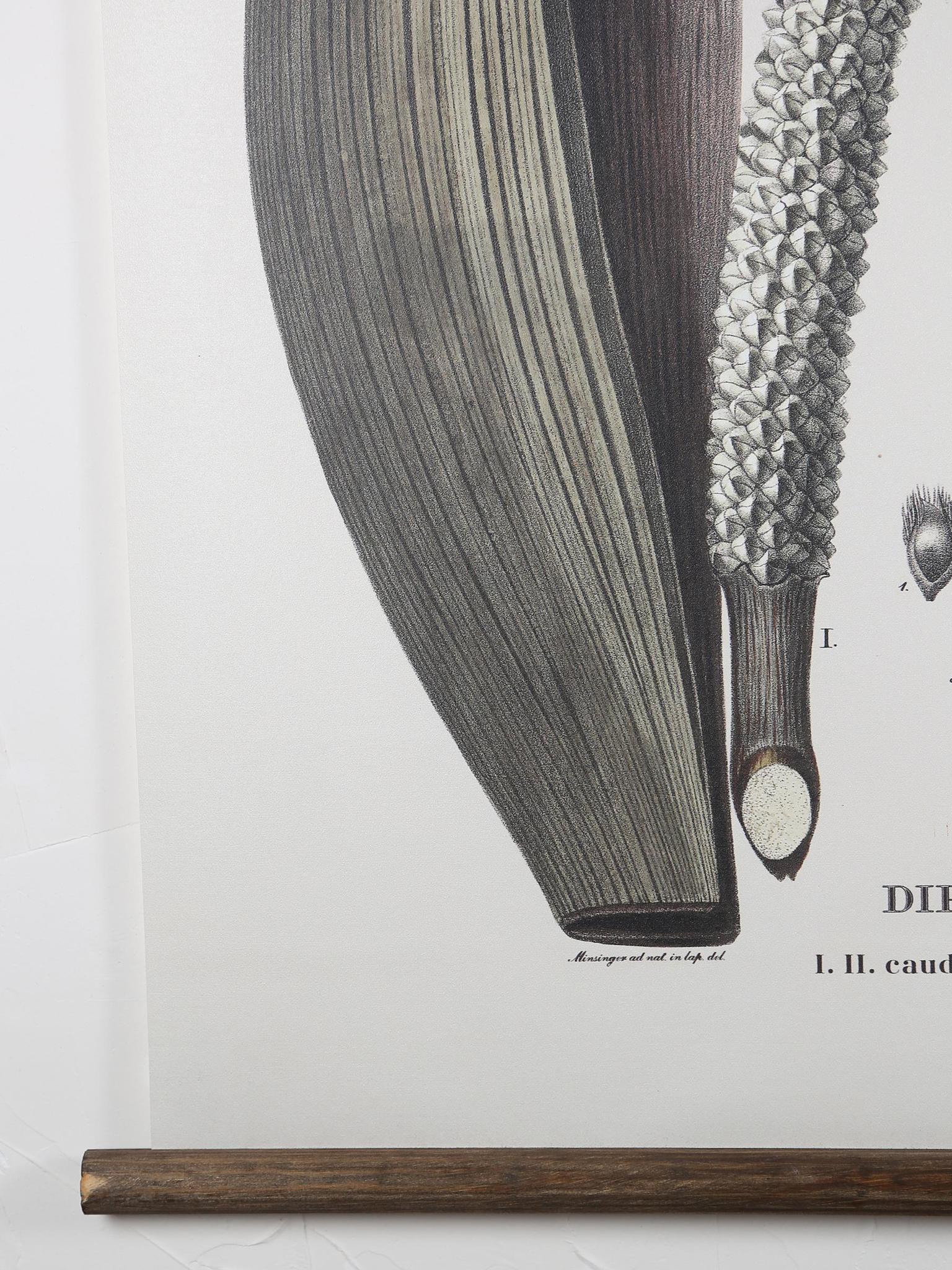 Wall Hanging Diplothemium