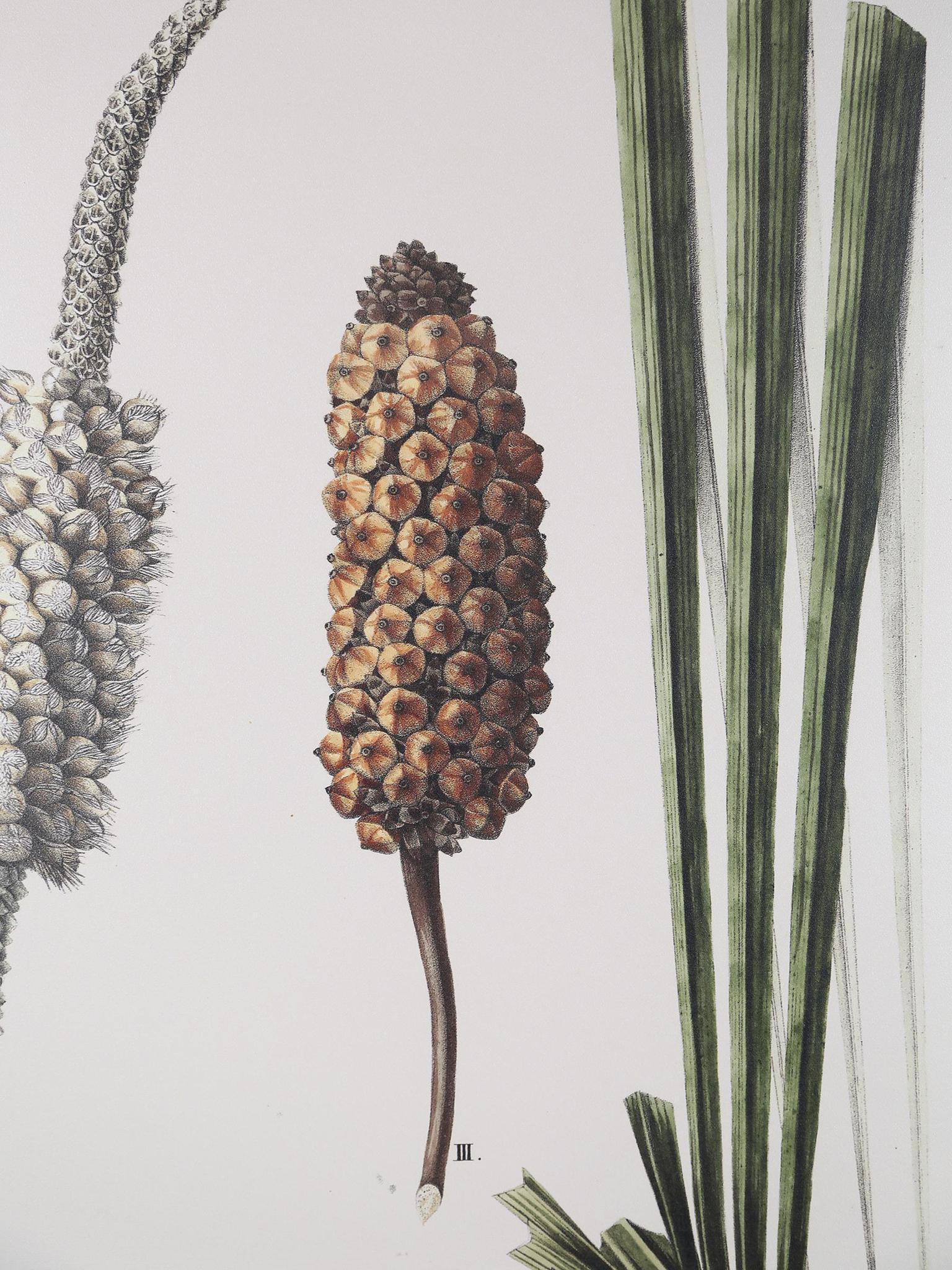 Wall Hanging Diplothemium