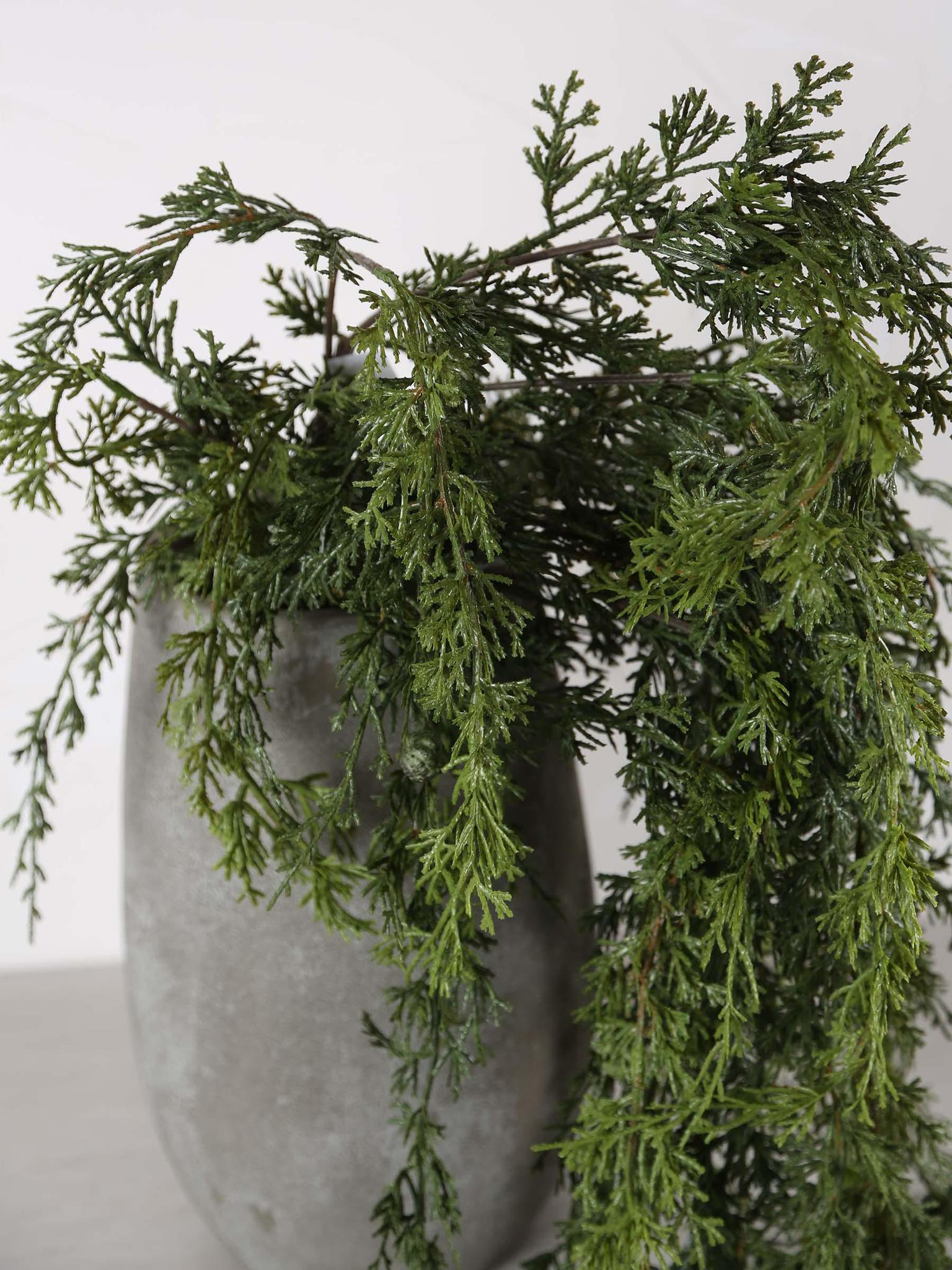 Cedar Hanging Seed Pod Stem