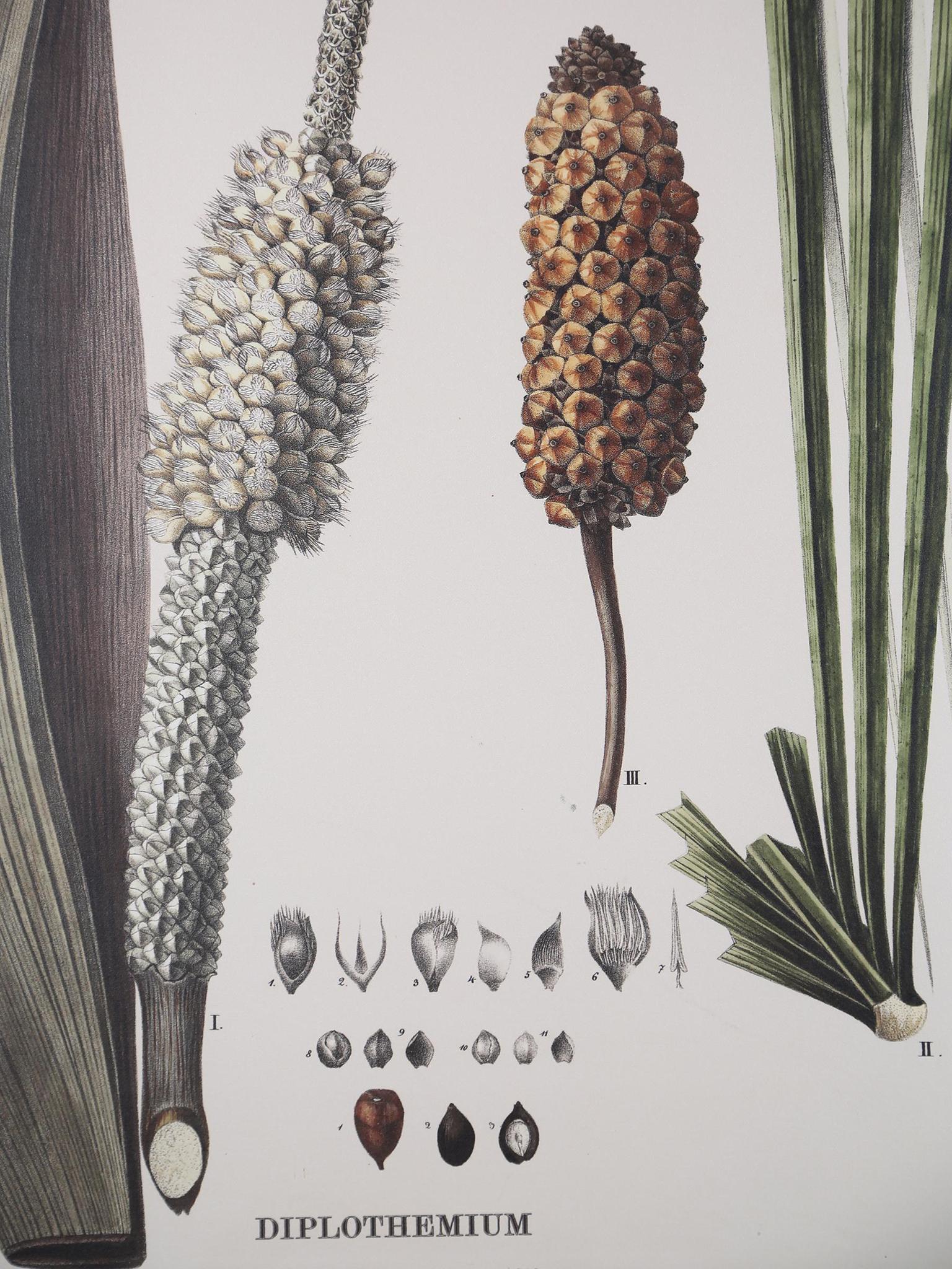 Wall Hanging Diplothemium