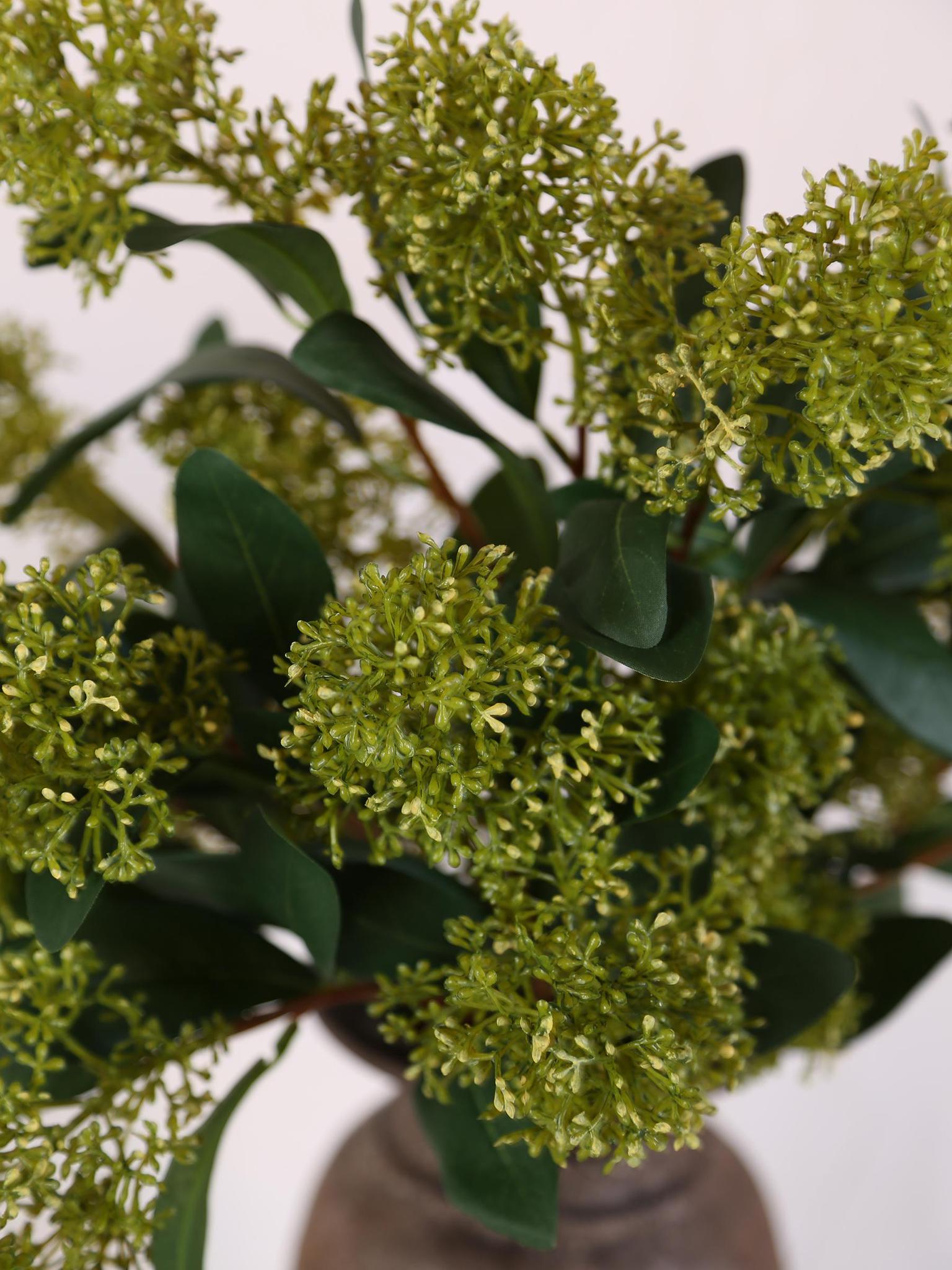 Green Skimmia Spray