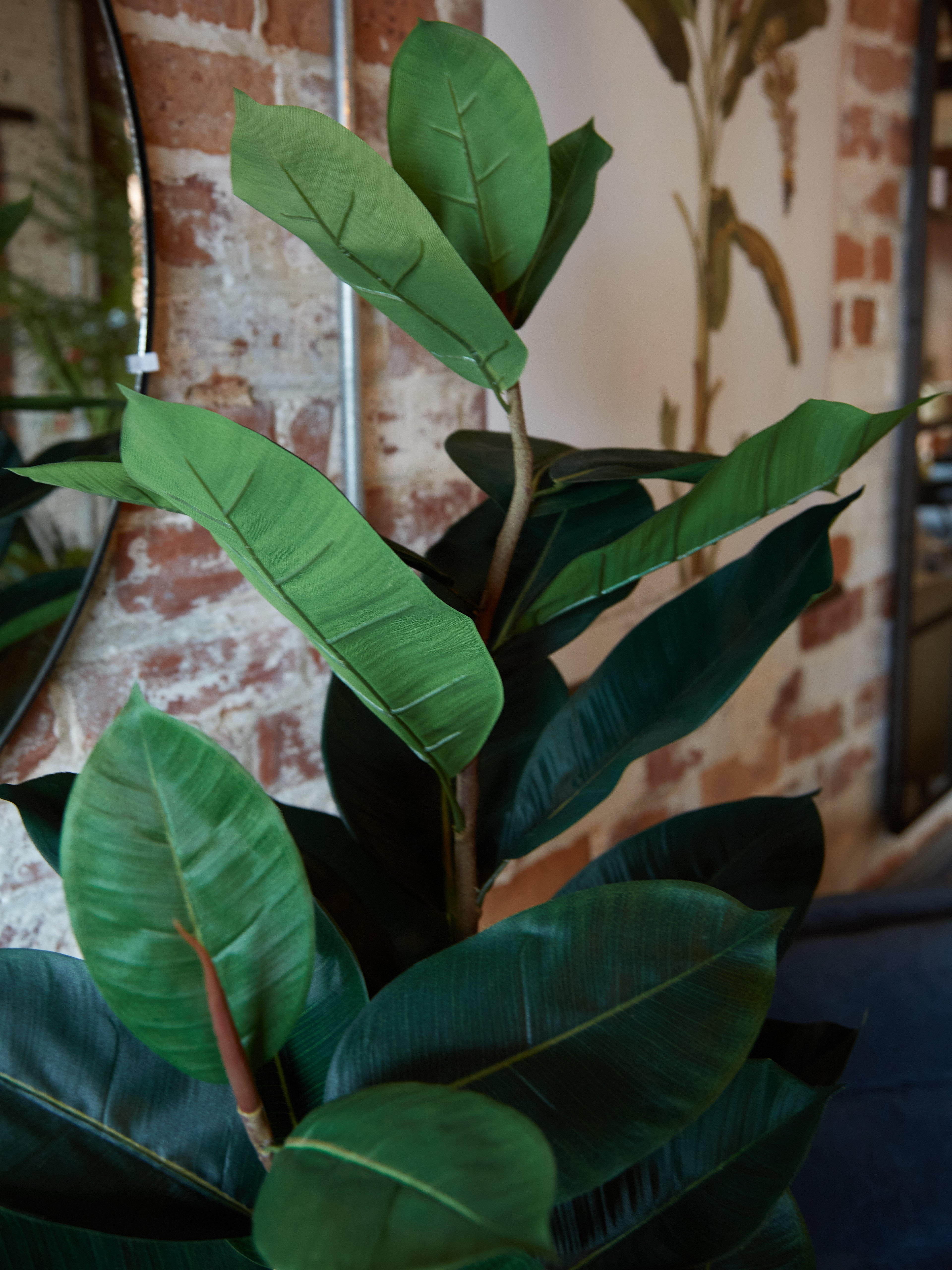 Green Faux Rubber Tree in Black Pot