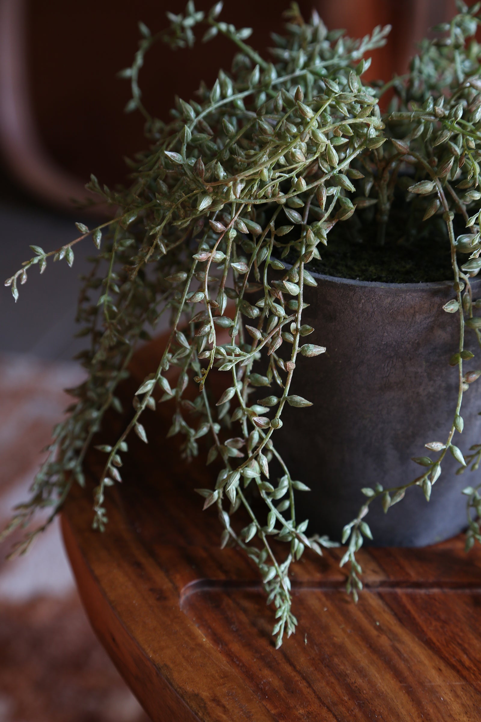 Faux Senecio Radican in Grey Pot