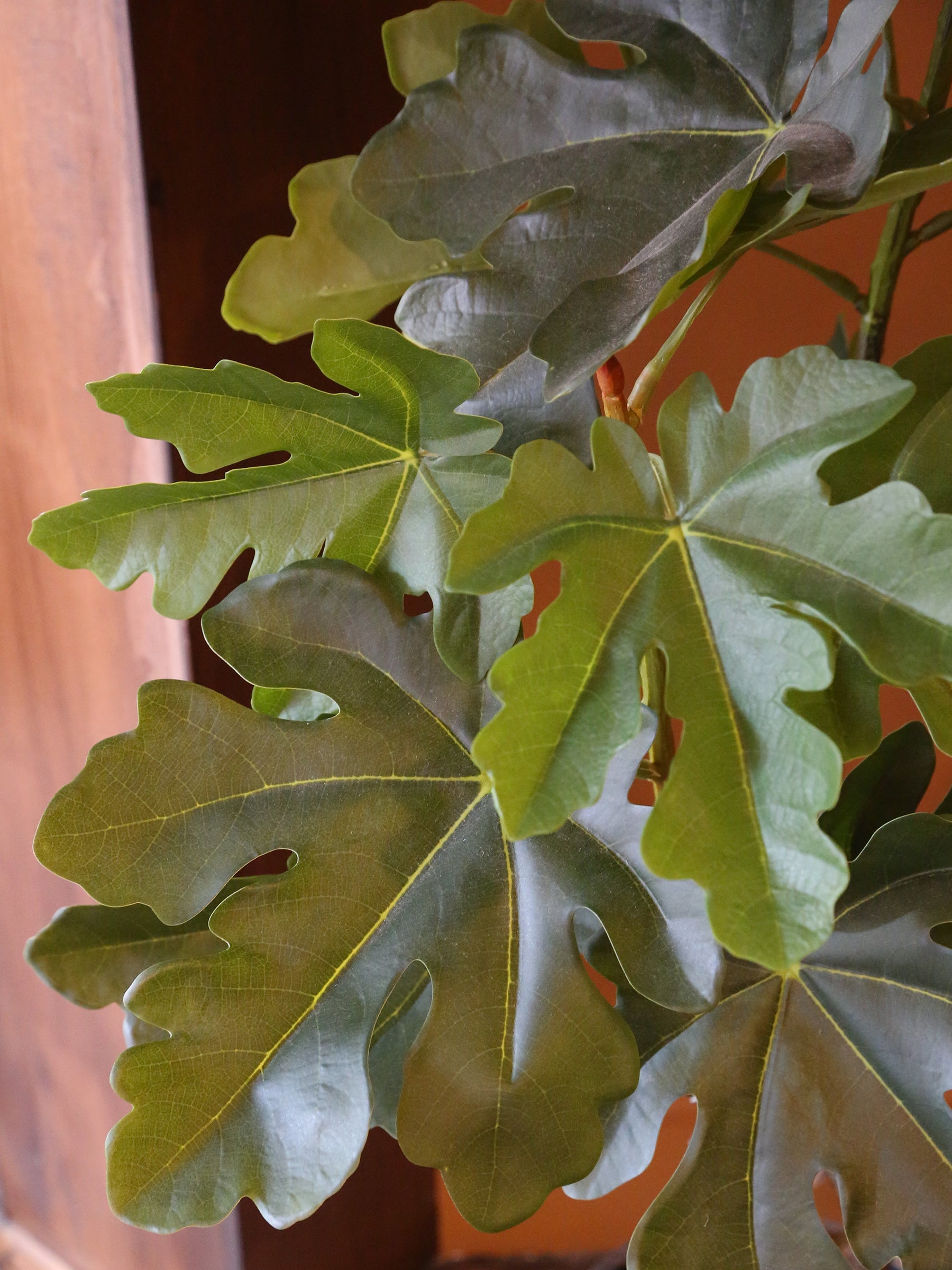 Large Faux Fig Tree In Pot