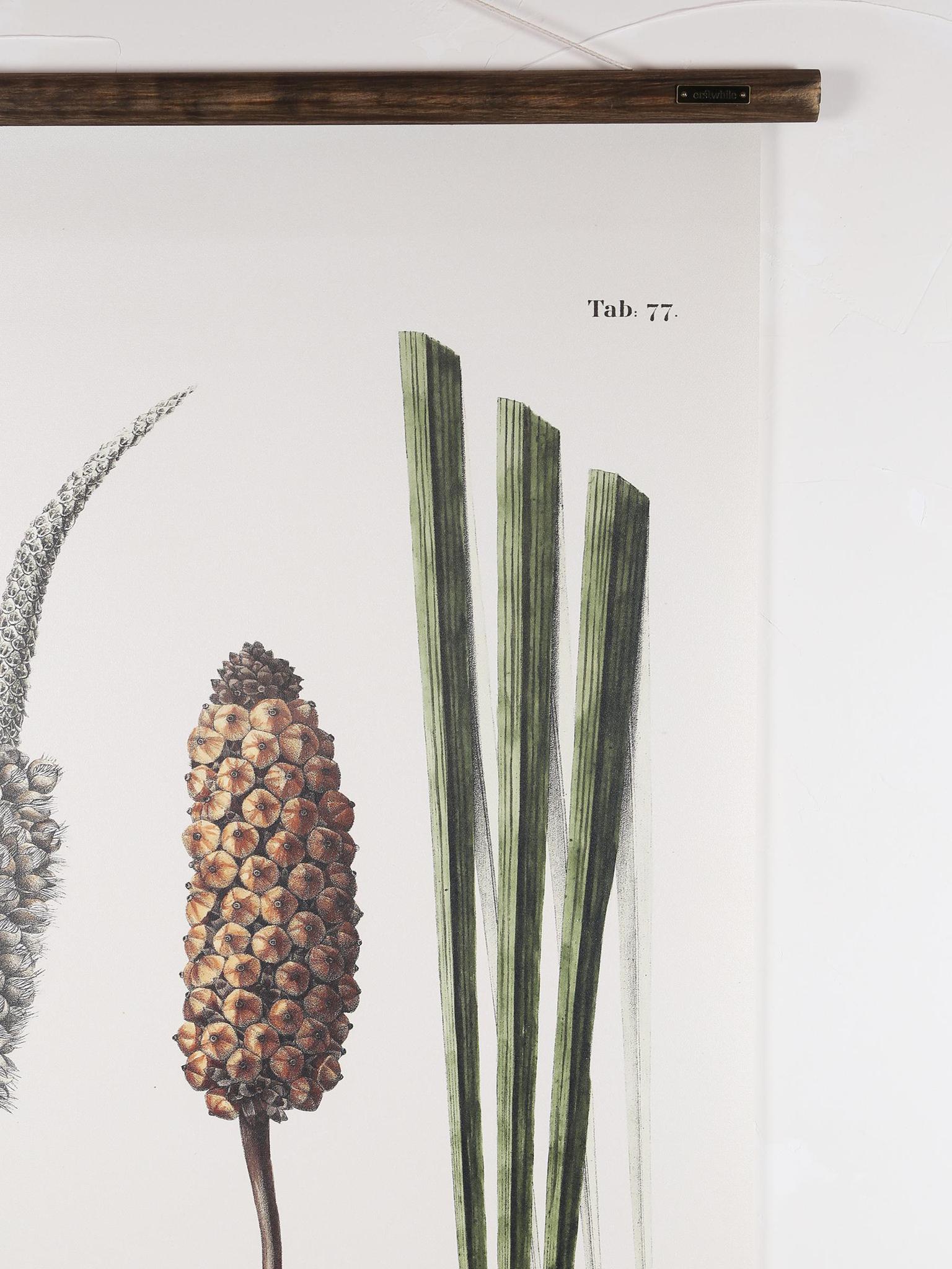 Wall Hanging Diplothemium