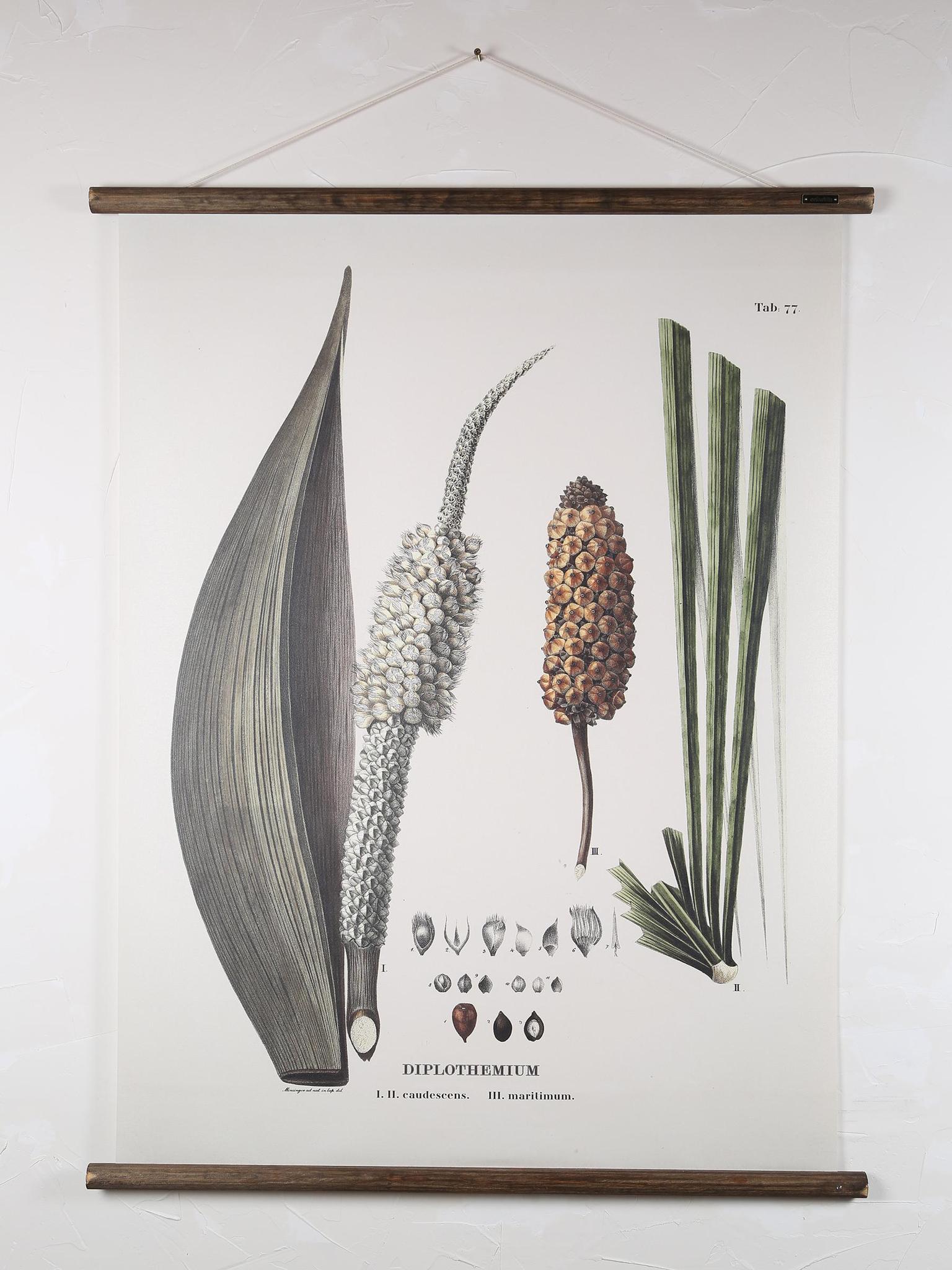 Wall Hanging Diplothemium