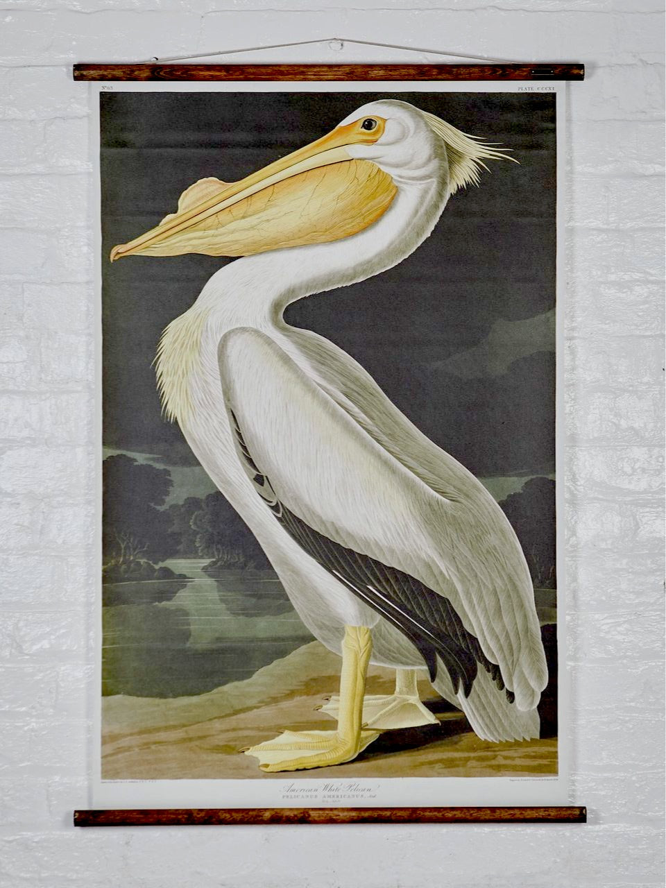 Wall Hanging American Pelican