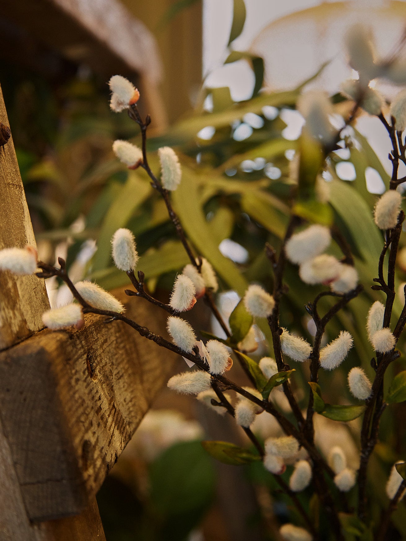 Natural Pussy Willow Stem