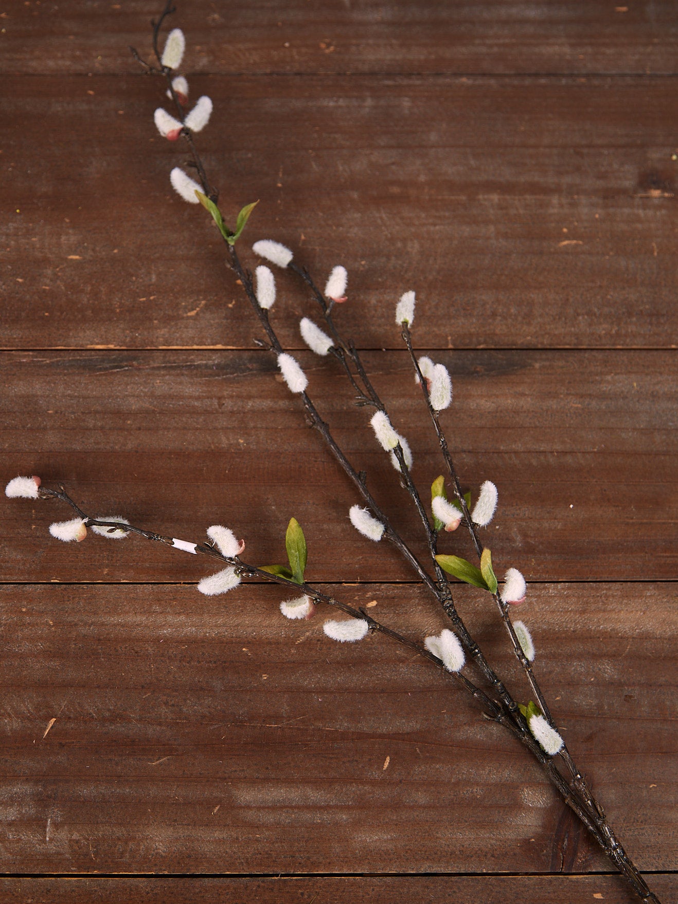 Natural Pussy Willow Stem
