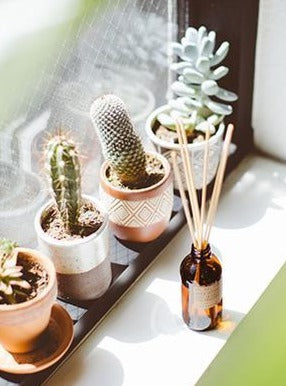 Amber & Moss Reed Diffuser