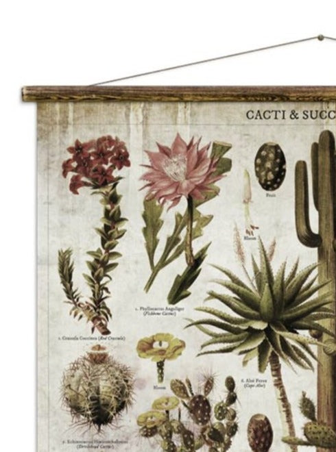 Wall Hanging Cacti and Succulents