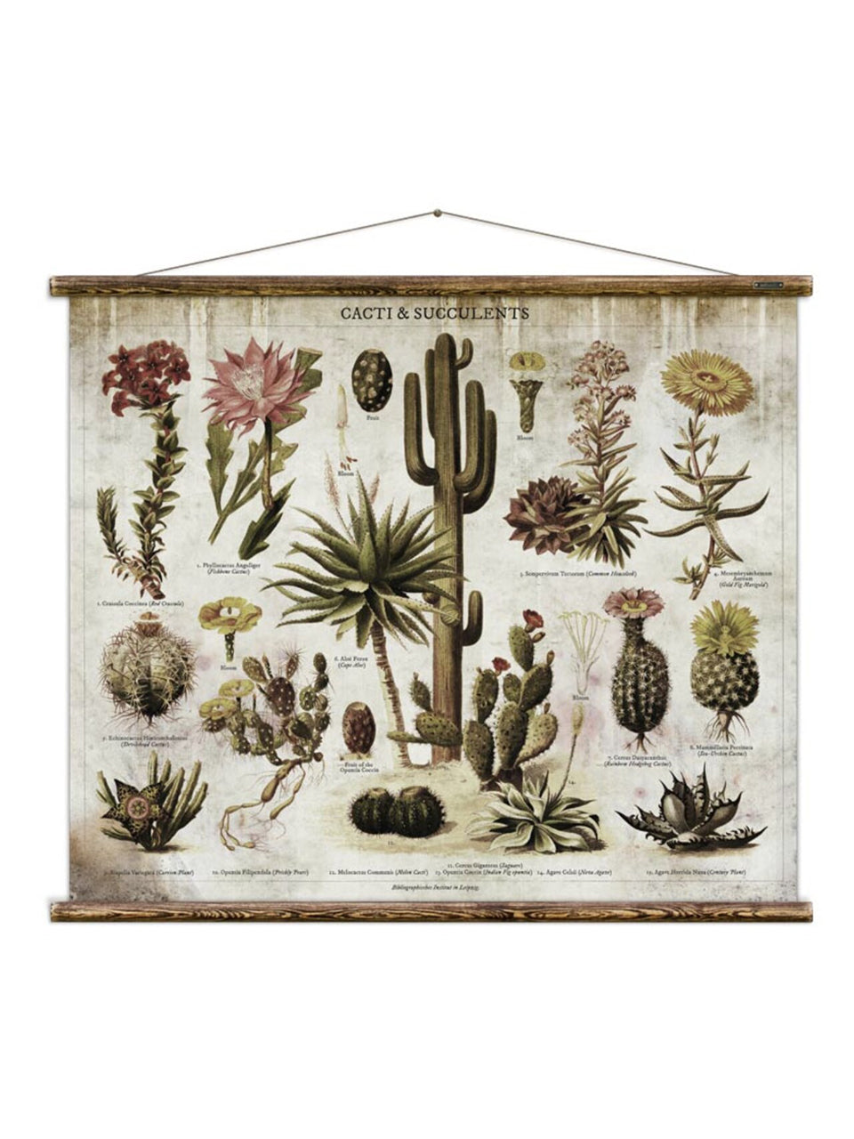 Wall Hanging Cacti and Succulents