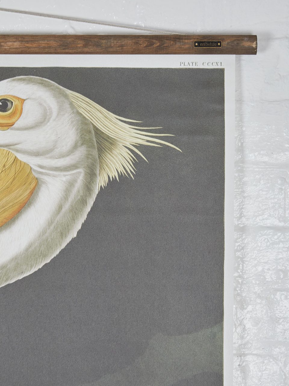 Wall Hanging American Pelican