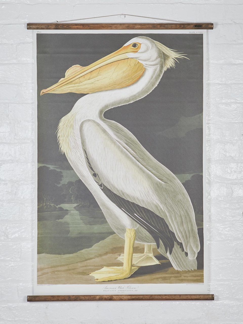 Wall Hanging American Pelican