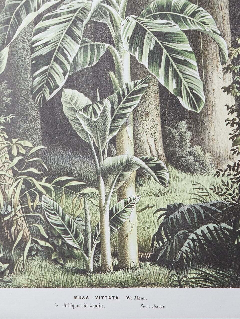 Wall Hanging Musa Vittata