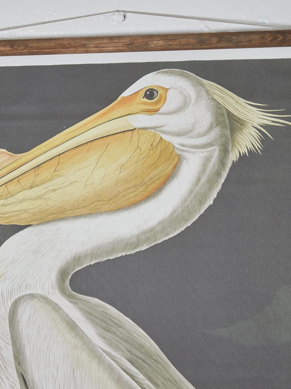 Wall Hanging American Pelican