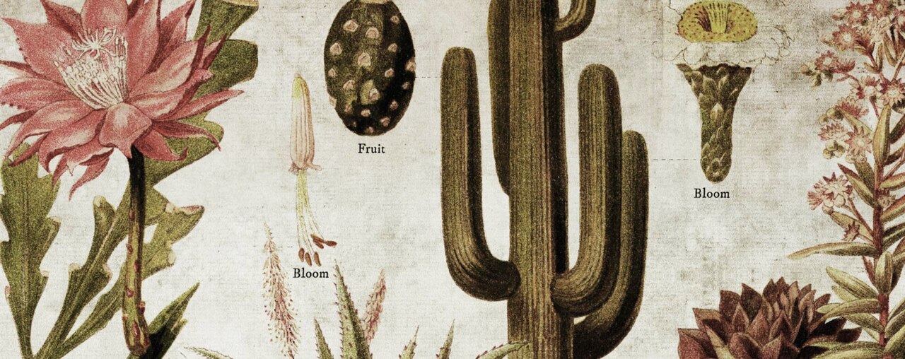 Wall Hanging Cacti and Succulents