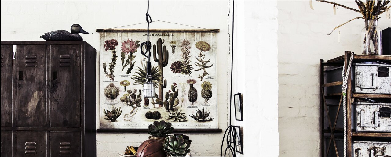 Wall Hanging Cacti and Succulents