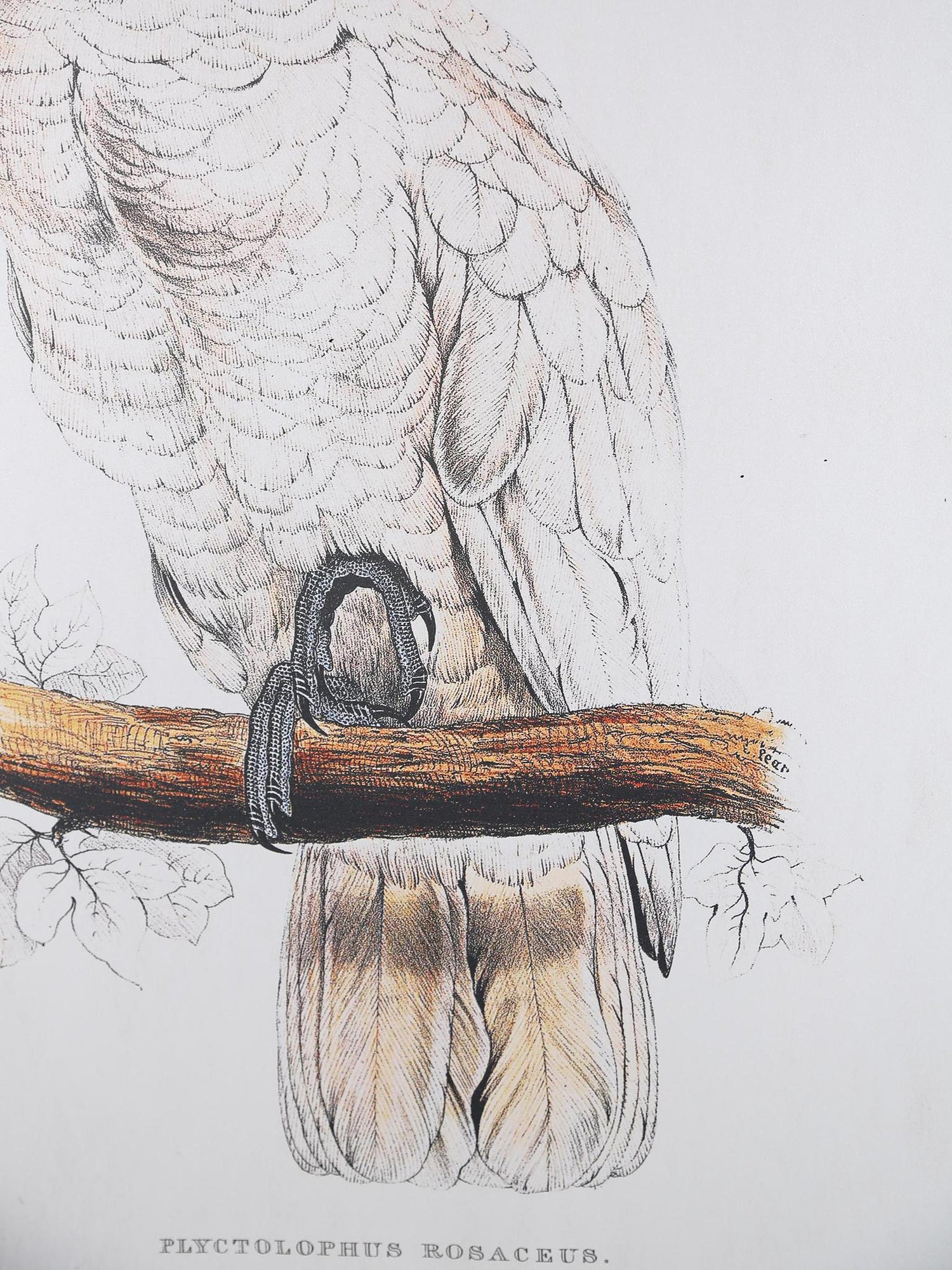 Wall Hanging Cockatoo