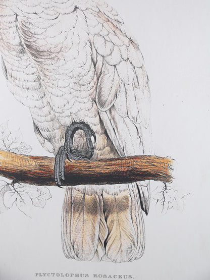 Wall Hanging Cockatoo