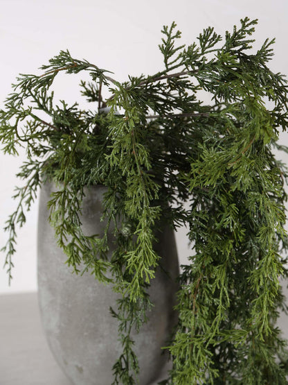 Cedar Hanging Seed Pod Stem