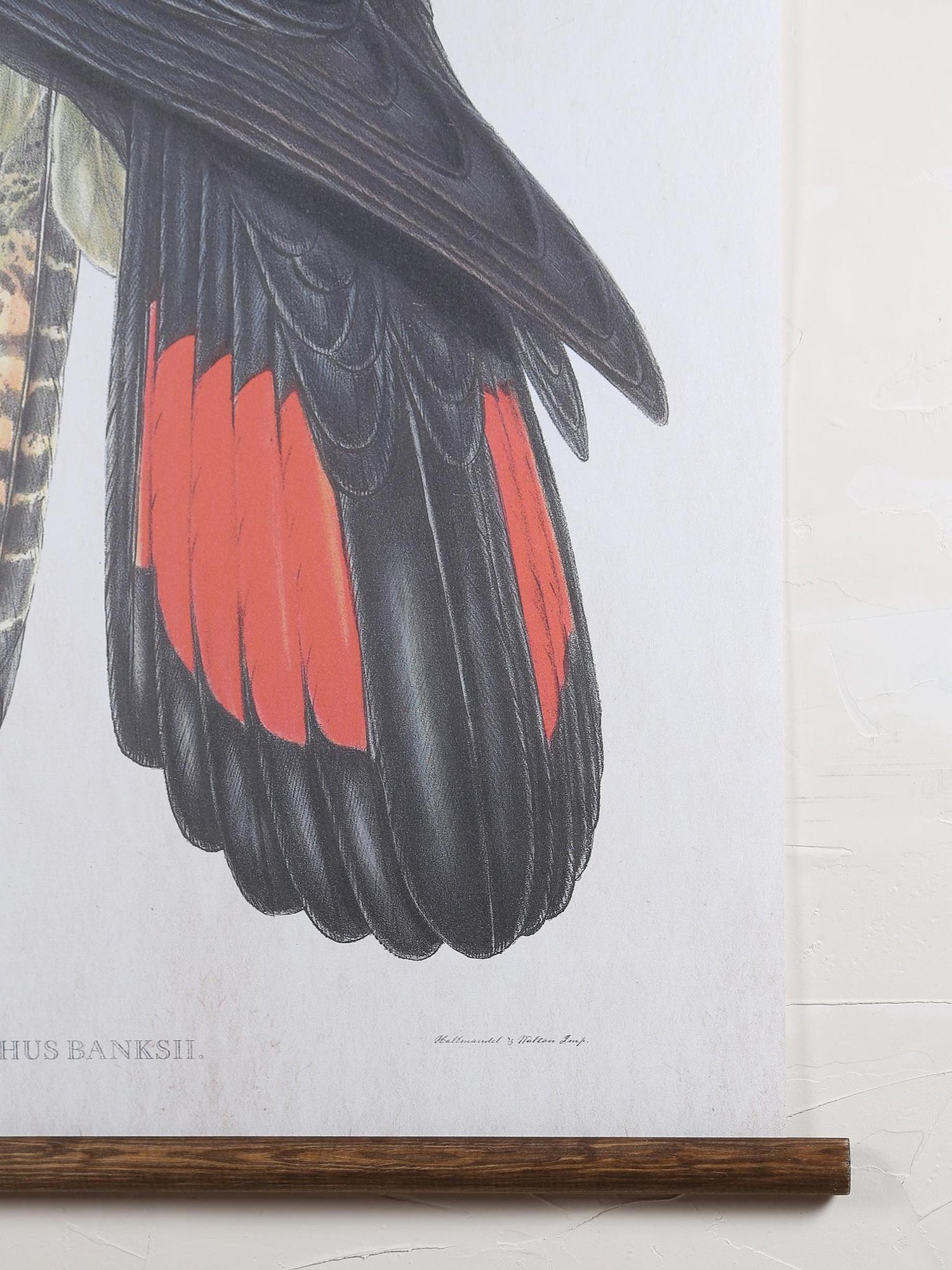 Wall Hanging Black Cockatoo