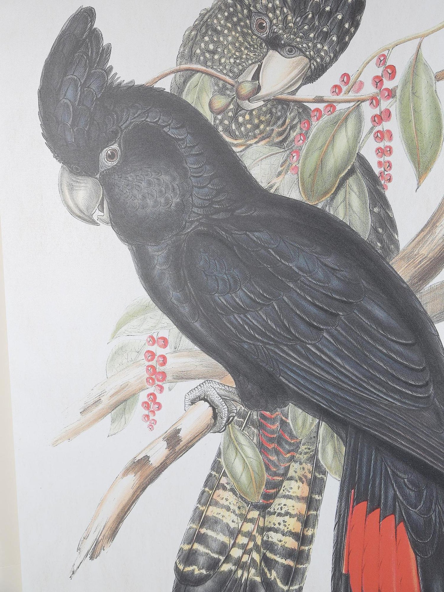 Wall Hanging Black Cockatoo