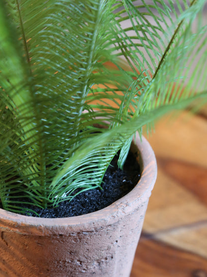 Faux Java Fern - Terracotta Pot