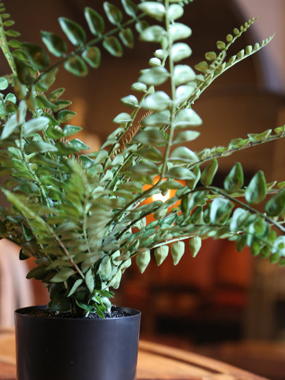 Faux Button Leaf Fern