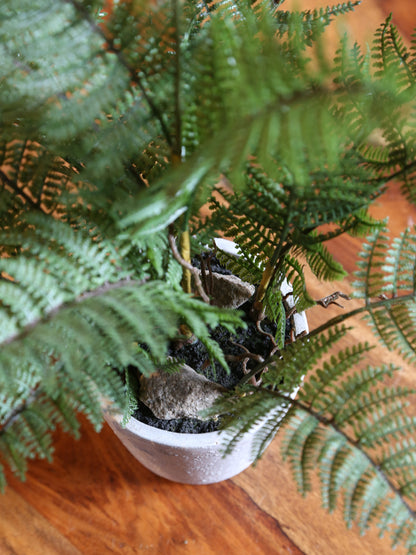 Faux Bracken Fern in Pot