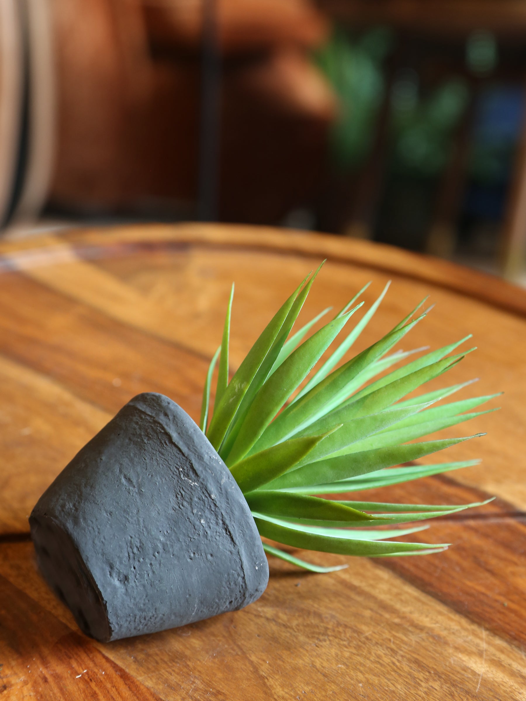Faux Dark Green Air plant - Cement Pot