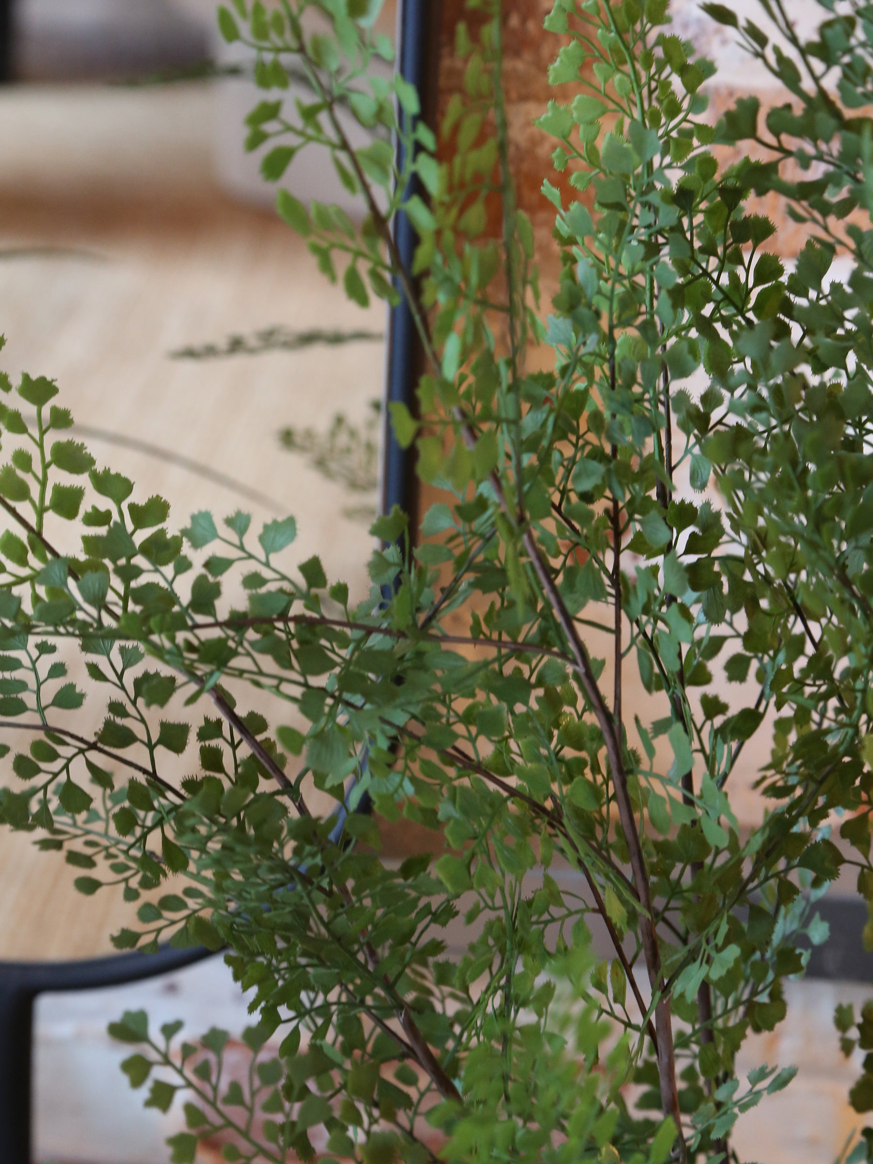 Faux Dotted Maiden Fern
