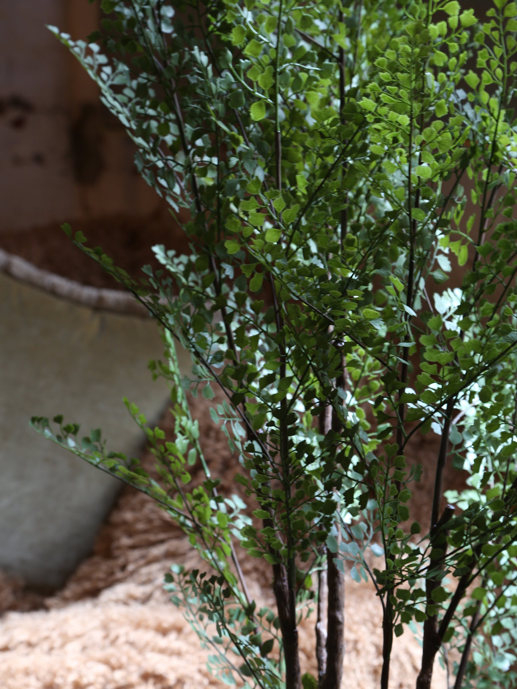 Faux Dotted Maiden Fern