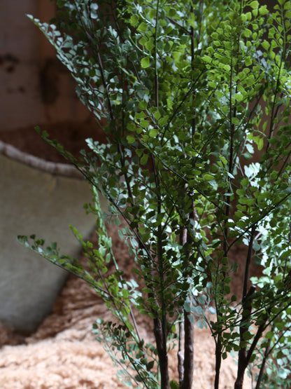 Faux Dotted Maiden Fern