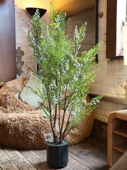 Faux Dotted Maiden Fern