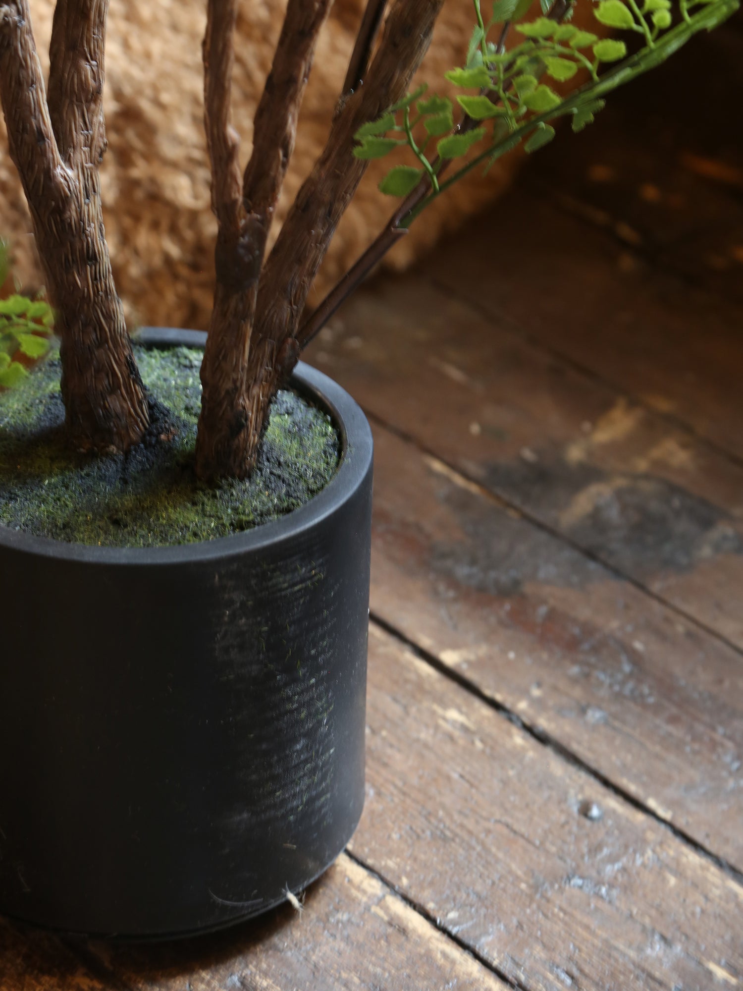 Faux Dotted Maiden Fern
