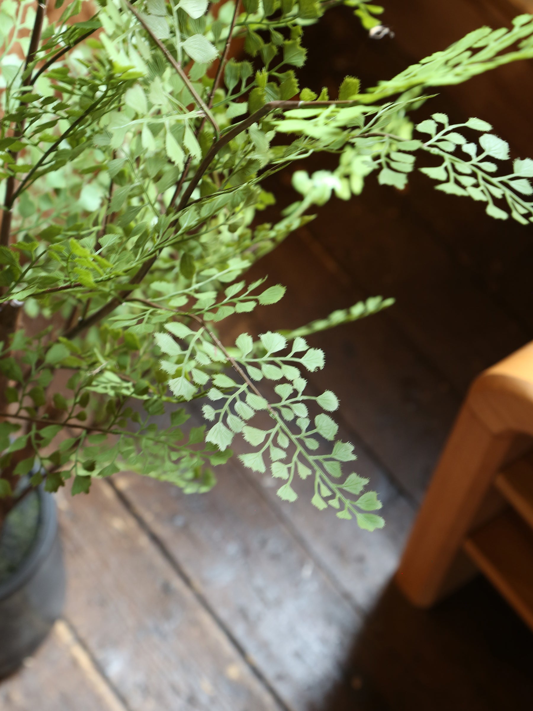 Faux Dotted Maiden Fern