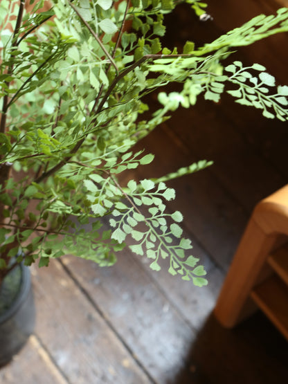 Faux Dotted Maiden Fern
