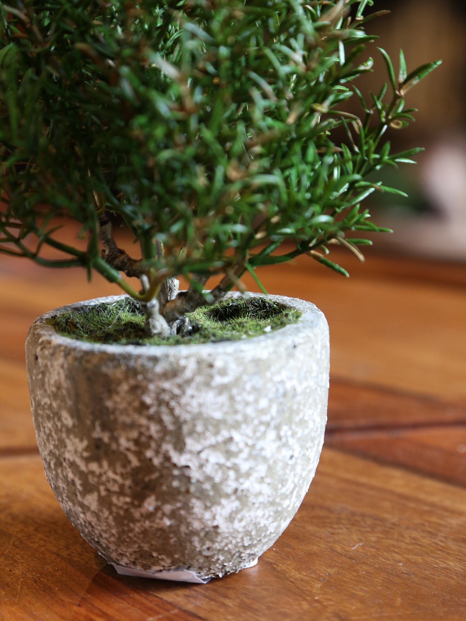Faux Rosemary Bush in Clay Pot