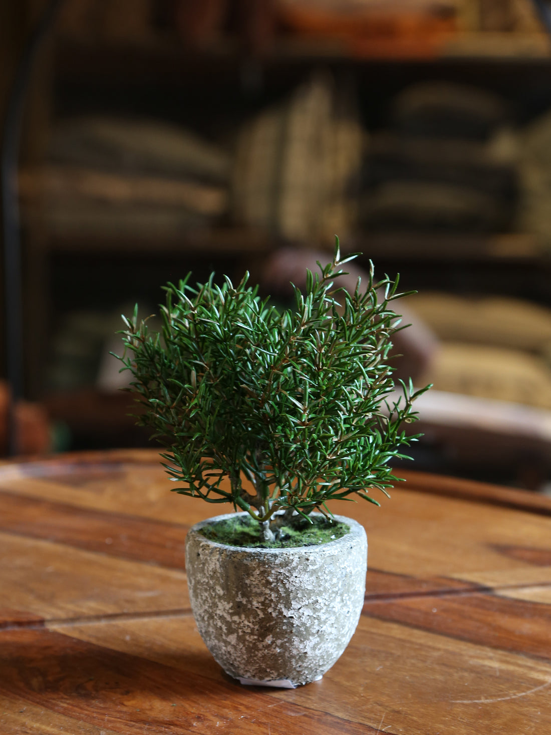 Faux Rosemary Bush in Clay Pot