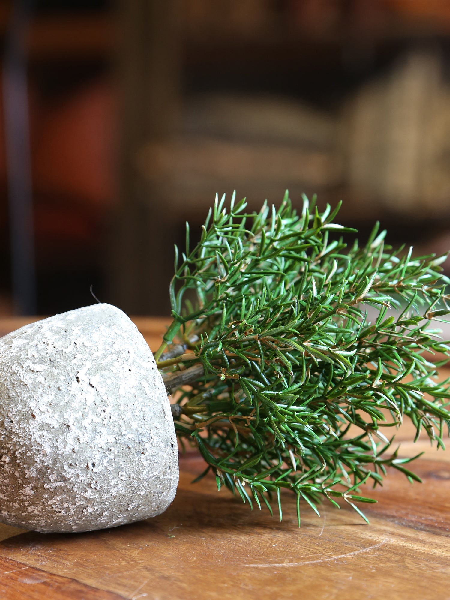 Faux Rosemary Bush in Clay Pot