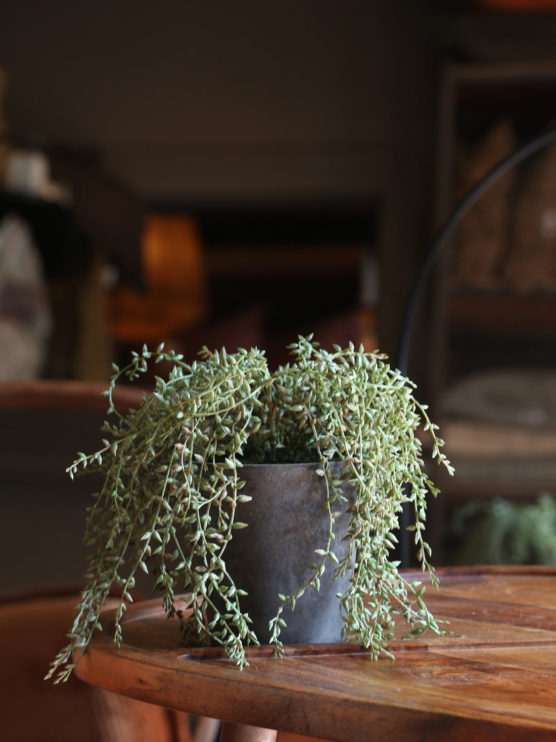 Faux Senecio Radican in Grey Pot