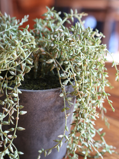 Faux Senecio Radican in Grey Pot