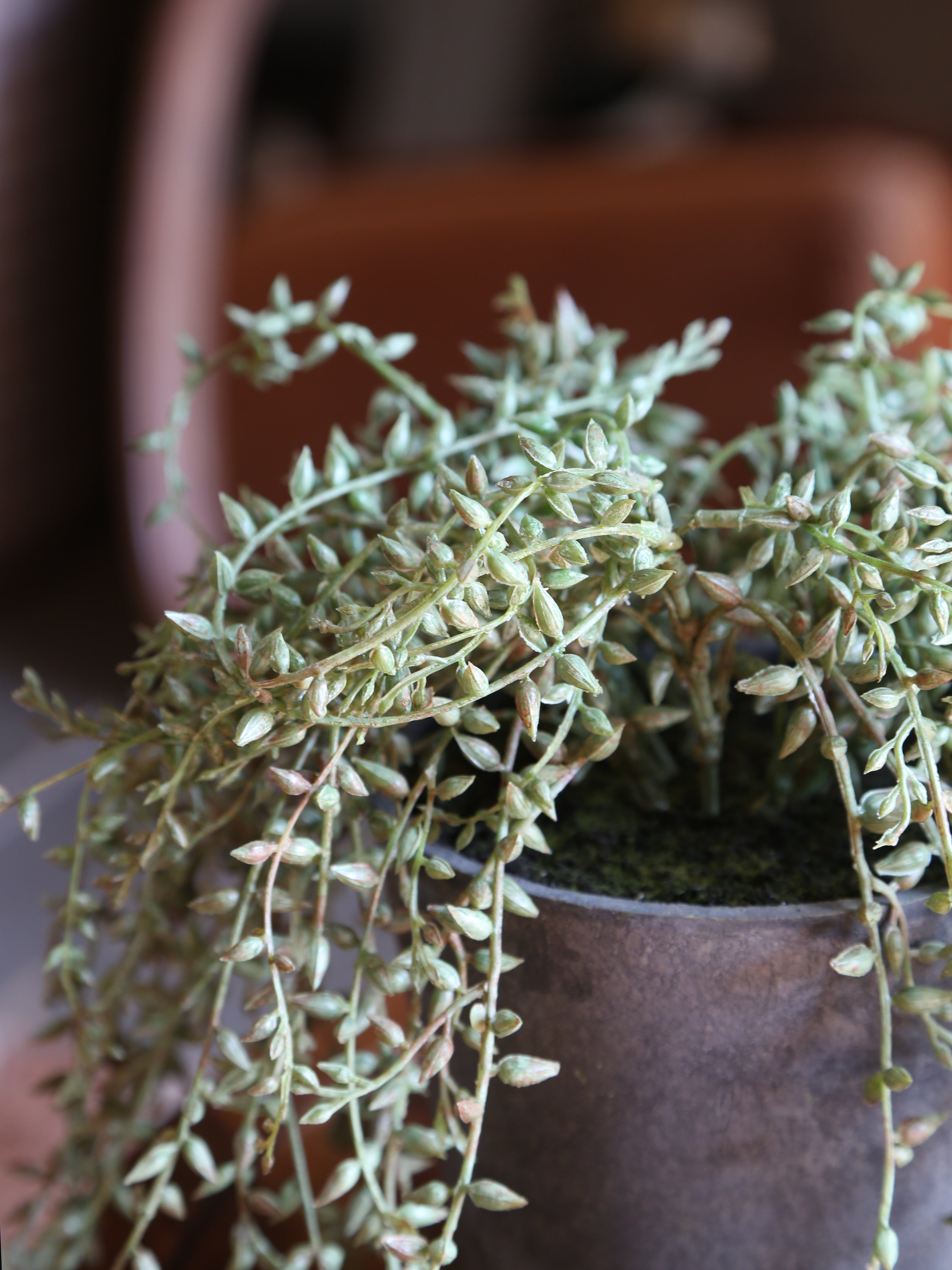 Faux Senecio Radican in Grey Pot