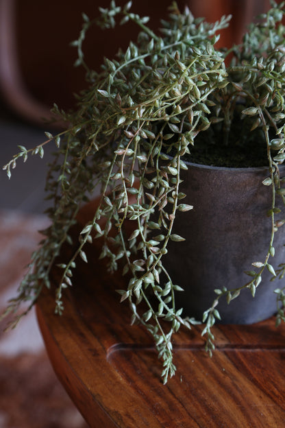 Faux Senecio Radican in Grey Pot