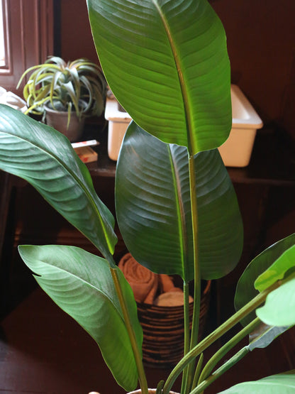 Faux Potted Strelitzia - Real Touch - 2 Sizes Available
