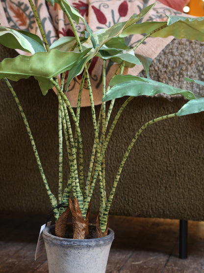 Faux Striped Zebra Leaf Potted Plant