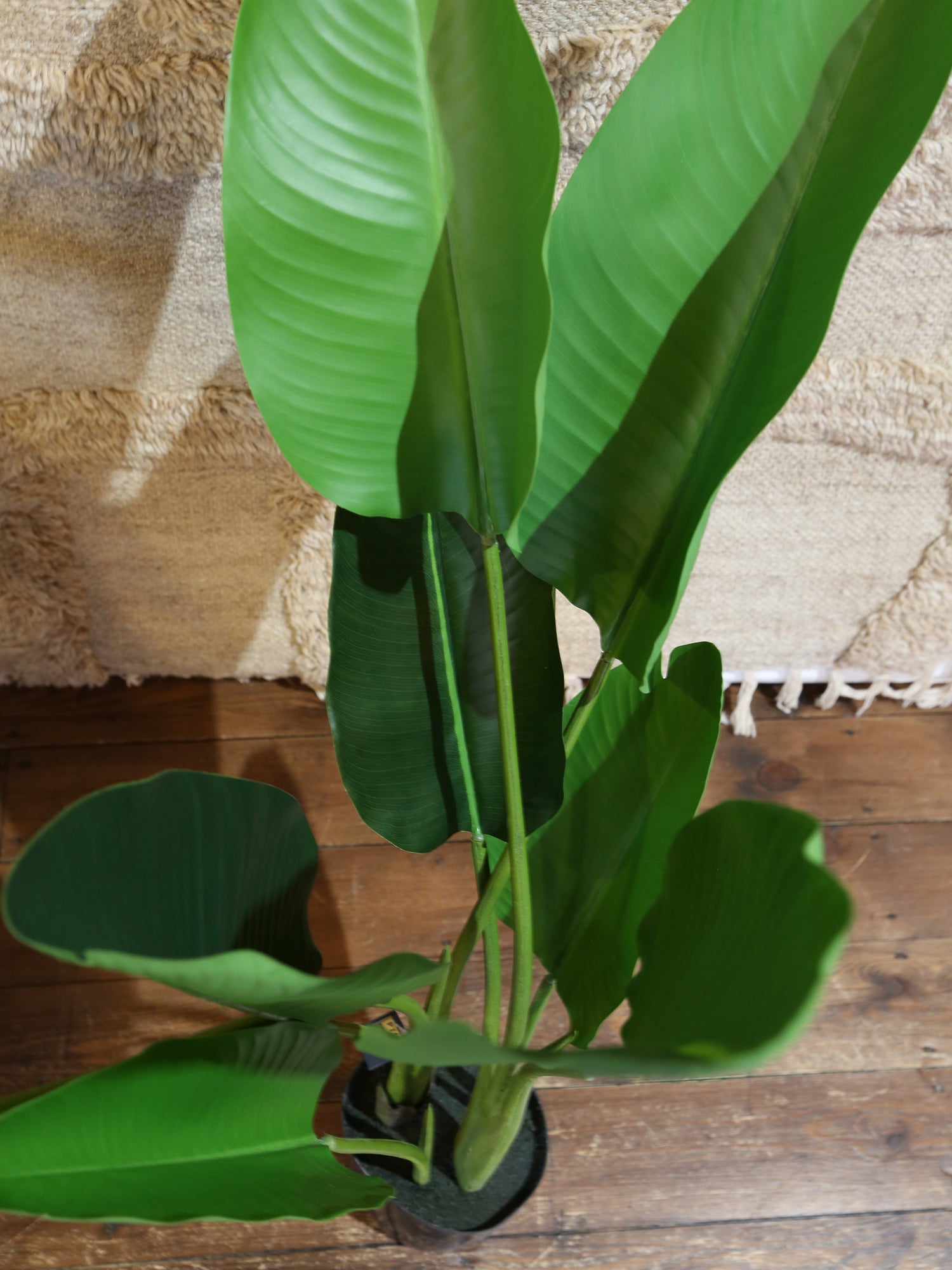Faux Potted Strelitzia - Real Touch - 2 Sizes Available