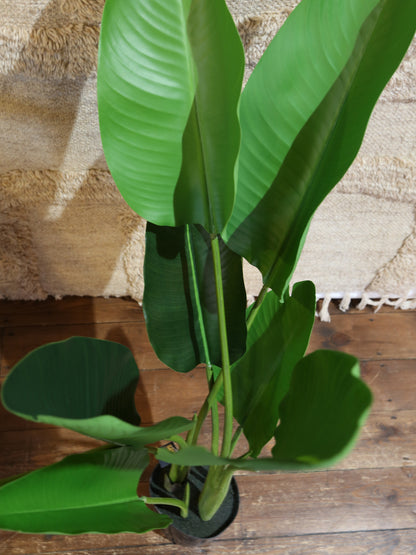 Faux Potted Strelitzia - Real Touch - 2 Sizes Available