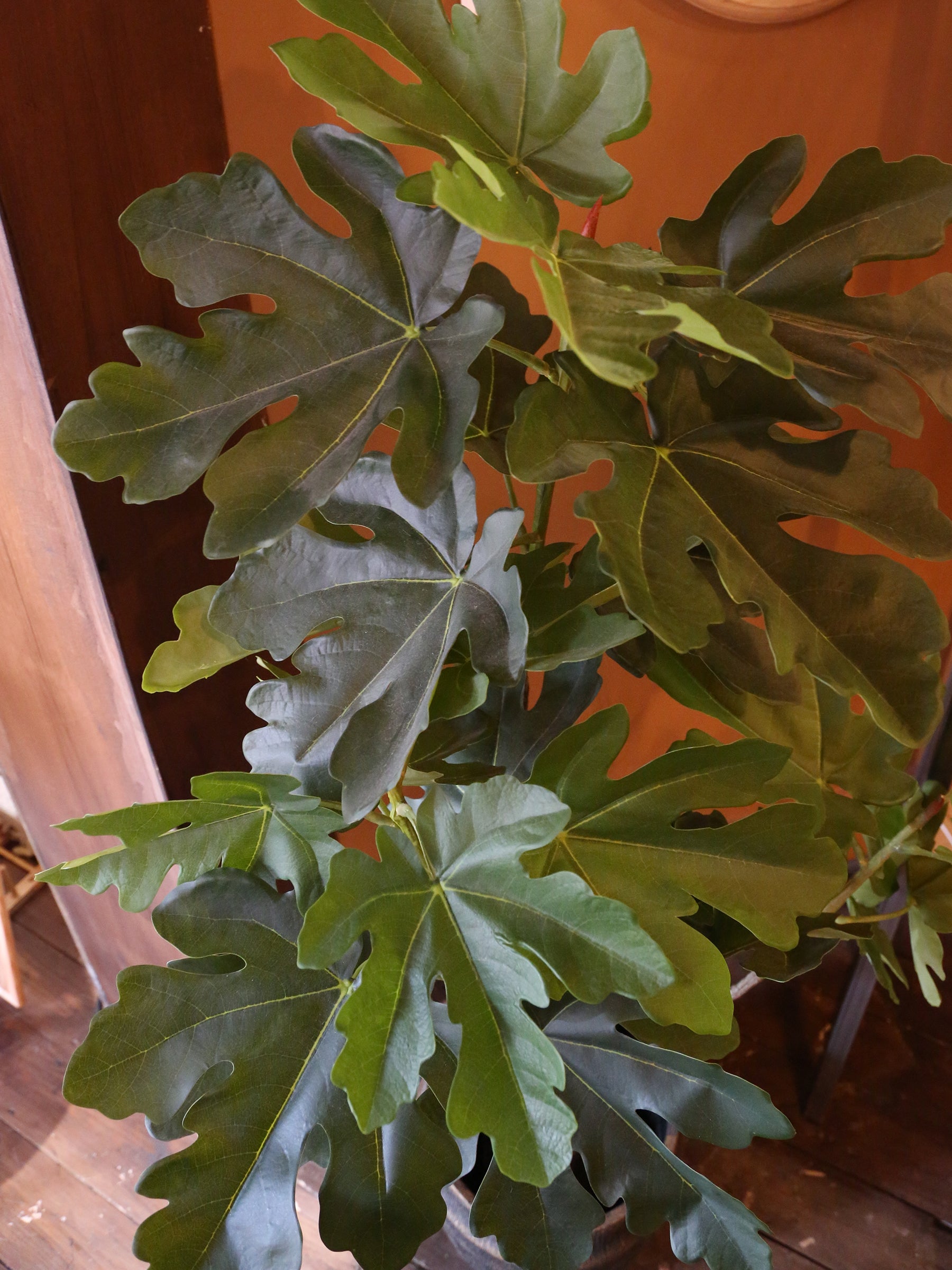 Large Faux Fig Tree In Pot